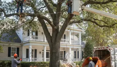 Cape Coral, FL tree service team providing professional tree removal for residential properties