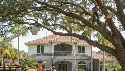 Tree service crew in Cape Coral, FL providing professional tree removal for a local property