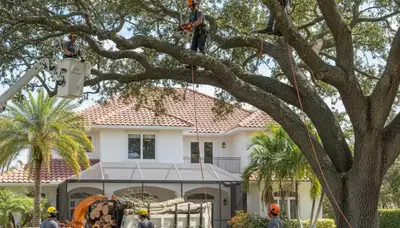 Cape Coral FL tree service crew removing a tree for safe residential property maintenance