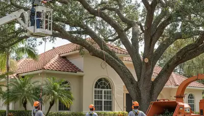 Tree service crew in Cape Coral, FL providing professional tree removal and trimming work
