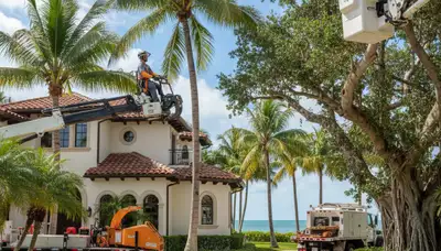 Cape Coral, FL tree service crew removing a tree for safe residential property maintenance