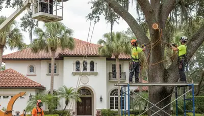 Tree service crew in Cape Coral, FL performing professional tree removal on a residential property
