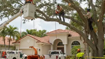 Tree service crew in Cape Coral, FL providing professional tree removal and trimming services