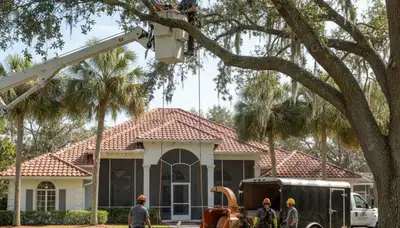Tree service crew in Cape Coral, FL performing professional tree removal for a local property