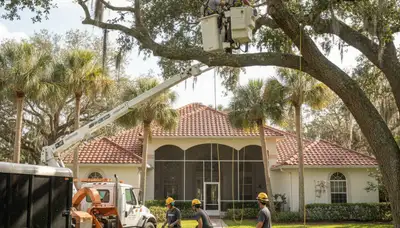 Tree service crew removing a tree in Cape Coral, FL for safe residential property clearance