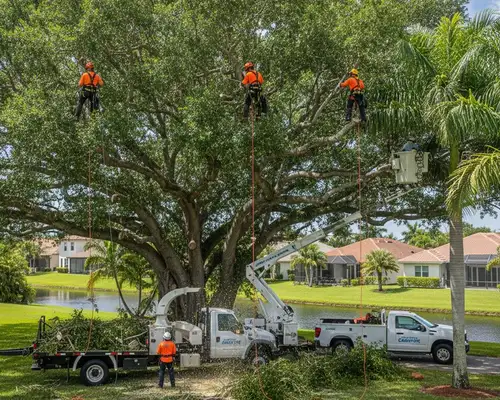 Tree trimming service for Cape Coral, FL canopies by treeremovalcapecoral.com