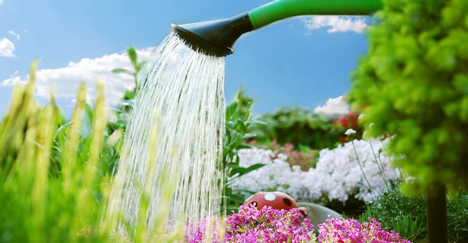 Tree Services Punta Gorda