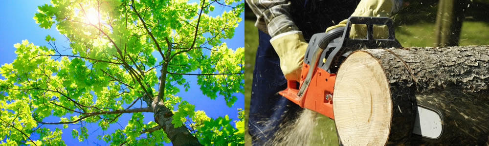 Tree Services Fort Myers