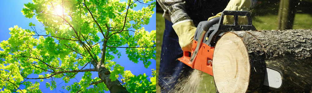 Tree Services Punta Gorda